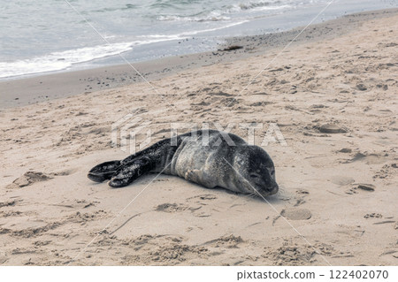 Seal on the sand on the shore of the North sea. 122402070