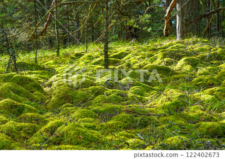 Beautiful scenic evergreen pine forest with thick layer of green moss, wild Latvian nature 122402673
