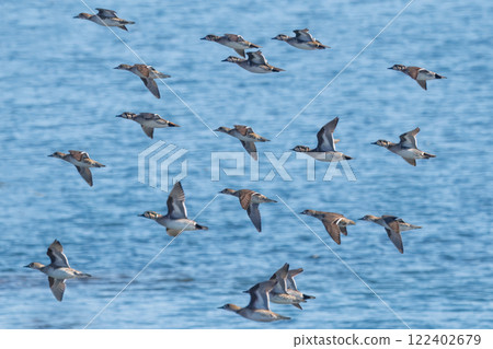 A flock of Tomoe ducks flying 122402679