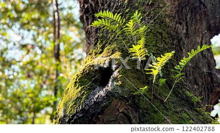 Lush ferns growing on moss covered tree in sunlit forest Lush ferns growing on moss covered tree in sunlit forest 122402788