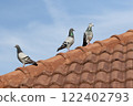 group of homing pigeon standing on home roof 122402793