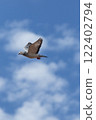 grizzle homing pigeon flying against cloudy sky 122402794