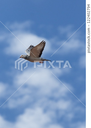 grizzle homing pigeon flying against cloudy sky 122402794