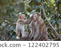 female monkey and her baby sitting on branch at khao yai national park thailand 122402795