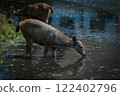 wild sambar deer drinking water at khao yai national park thailand 122402796