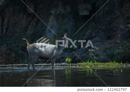 female sambar deer standing in fresh water canal at khao yai national park thailand female sambar deer standing in fresh water canal at khao yai national park thailand 122402797