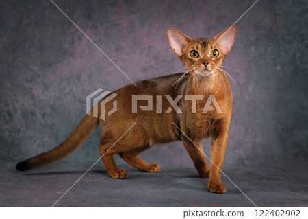 A ginger Abyssinian cat poses against a beautiful background in a photo studio. 122402902