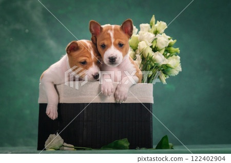 Beautiful puppies in a basket of flowers. Basenji Beautiful puppies in a basket of flowers. Basenji 122402904