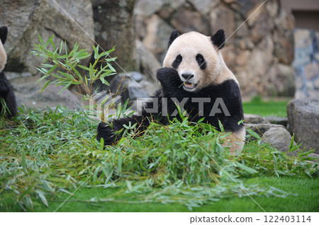 梅濱美味地吃著竹子 梅濱美味地吃著竹子 122403114