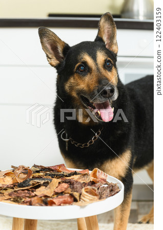 German shepherd with large bowl of treats looking at owner 122403159