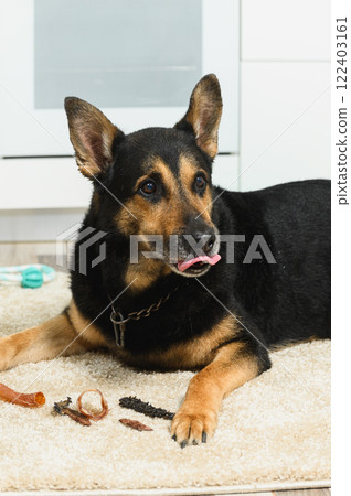 German shepherd licking lips near treats 122403161