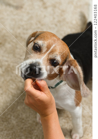 Dog receiving treat while sitting patiently 122403168