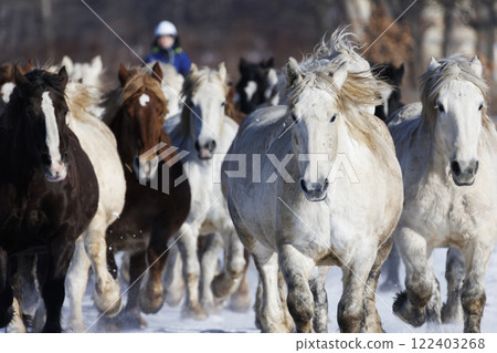 Horse chasing 122403268