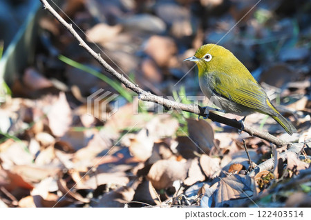 White-eye White-eye 122403514