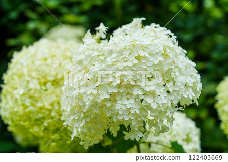 Stunning White Hydrangea Flower Bouquet Isolated on a Clean White Background for Floral Displays 122403669