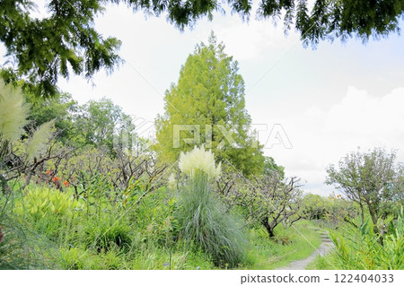 Flower of Pampasgrass 122404033