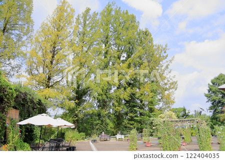 Summer Botanical Garden: Metasequoia trees changing color 122404035