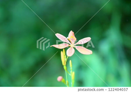 Hiougi flower 122404037