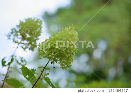 紀次花水無月 122404257