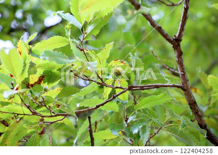 橡木的果實 122404258