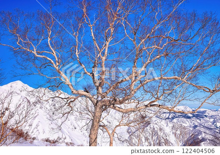 白雪皚皚的北阿爾卑斯山的樺樹 122404506