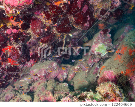 A school of beautiful golden-spotted scorpionfish (family Acanthidae) and other juvenile fishes. Nakagi Hirizo Beach, Minamiizu-cho, Kamo-gun, Izu Peninsula, Shizuoka Prefecture 122404669