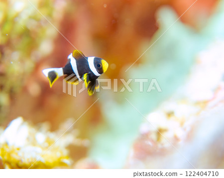 Cute clownfish (subfamily Amphiprioninae) juveniles in a beautiful sea anemone field. Nakagi Hirizo Beach, Minamiizu-cho, Kamo-gun, Izu Peninsula Cute clownfish (subfamily Amphiprioninae) juveniles in a beautiful sea anemone field. Nakagi Hirizo Beach, Minamiizu-cho, Kamo-gun, Izu Peninsula 122404710