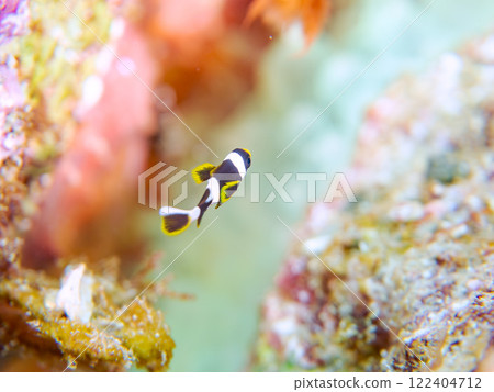 美麗的海葵田裡一隻可愛的幼年小丑魚(海葵魚亞科)。 伊豆半島加茂郡南伊豆町中木広濱 美麗的海葵田裡一隻可愛的幼年小丑魚(海葵魚亞科)。 伊豆半島加茂郡南伊豆町中木広濱 122404712
