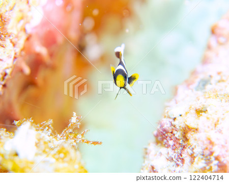 美麗的海葵田裡一隻可愛的幼年小丑魚（海葵魚亞科）。 伊豆半島加茂郡南伊豆町中木広濱 122404714