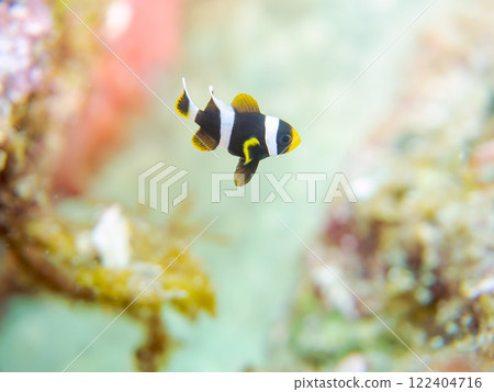 美麗的海葵田裡一隻可愛的幼年小丑魚(海葵魚亞科)。 伊豆半島加茂郡南伊豆町中木広濱 美麗的海葵田裡一隻可愛的幼年小丑魚(海葵魚亞科)。 伊豆半島加茂郡南伊豆町中木広濱 122404716