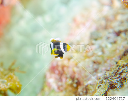 美麗的海葵田裡一隻可愛的幼年小丑魚(海葵魚亞科)。 伊豆半島加茂郡南伊豆町中木広濱 美麗的海葵田裡一隻可愛的幼年小丑魚(海葵魚亞科)。 伊豆半島加茂郡南伊豆町中木広濱 122404717