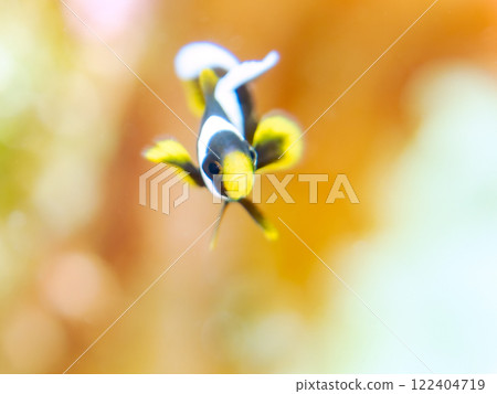 Cute clownfish (subfamily Amphiprioninae) juveniles in a beautiful sea anemone field. Nakagi Hirizo Beach, Minamiizu-cho, Kamo-gun, Izu Peninsula Cute clownfish (subfamily Amphiprioninae) juveniles in a beautiful sea anemone field. Nakagi Hirizo Beach, Minamiizu-cho, Kamo-gun, Izu Peninsula 122404719