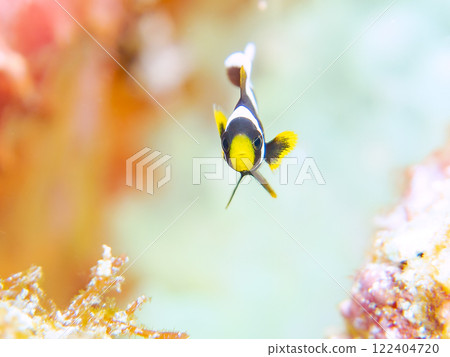 Cute clownfish (subfamily Amphiprioninae) juveniles in a beautiful sea anemone field. Nakagi Hirizo Beach, Minamiizu-cho, Kamo-gun, Izu Peninsula Cute clownfish (subfamily Amphiprioninae) juveniles in a beautiful sea anemone field. Nakagi Hirizo Beach, Minamiizu-cho, Kamo-gun, Izu Peninsula 122404720
