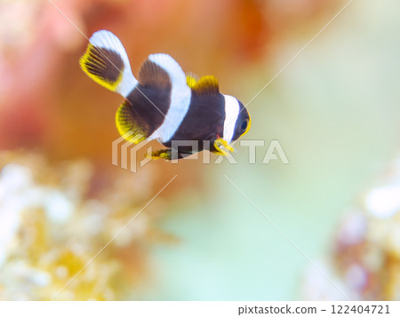 Cute clownfish (subfamily Amphiprioninae) juveniles in a beautiful sea anemone field. Nakagi Hirizo Beach, Minamiizu-cho, Kamo-gun, Izu Peninsula 122404721