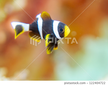Cute clownfish (subfamily Amphiprioninae) juveniles in a beautiful sea anemone field. Nakagi Hirizo Beach, Minamiizu-cho, Kamo-gun, Izu Peninsula 122404722