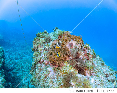 一對可愛的小丑魚、一群黑雀鯛和其他雀鯛生活在白化的海葵田裡。希里佐海灘 122404772