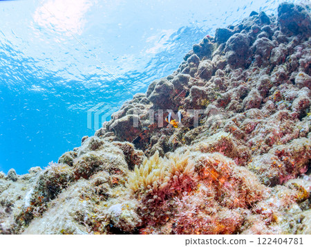 一對可愛的小丑魚、一群黑雀鯛和其他雀鯛生活在白化的海葵田裡。希里佐海灘 122404781