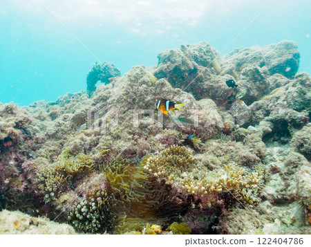 A cute pair of clownfish and a school of three-spotted damselfish living in a sea anemone field where bleaching is observed. Hirizo Beach 122404786