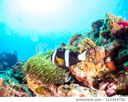 一對可愛的小丑魚、一群黑雀鯛和其他雀鯛生活在白化的海葵田裡。希里佐海灘 122404788