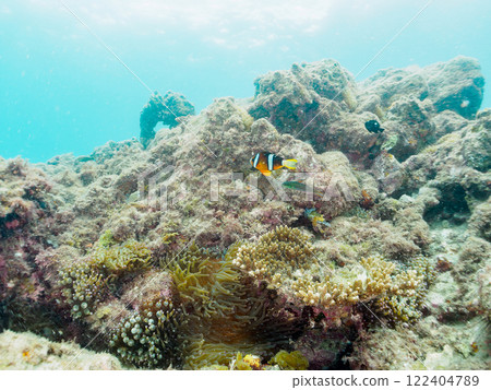 一對可愛的小丑魚、一群黑雀鯛和其他雀鯛生活在白化的海葵田裡。希里佐海灘 122404789