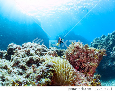 A cute pair of clownfish and a school of three-spotted damselfish living in a sea anemone field where bleaching is observed. Hirizo Beach 122404791