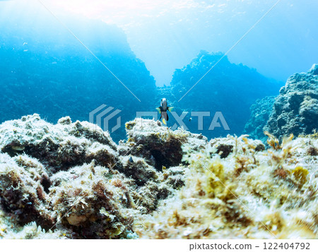 A cute pair of clownfish and a school of three-spotted damselfish living in a sea anemone field where bleaching is observed. Hirizo Beach 122404792
