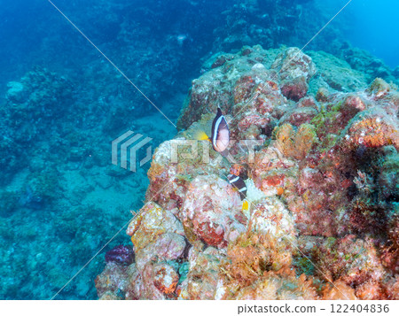 一對可愛的小丑魚、一群黑雀鯛和其他雀鯛生活在白化的海葵田裡。希里佐海灘 122404836