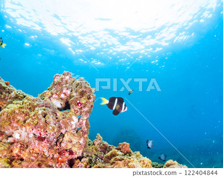 一對可愛的小丑魚、一群黑雀鯛和其他雀鯛生活在白化的海葵田裡。希里佐海灘 122404844