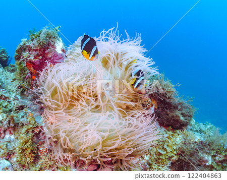 A cute pair of clownfish and a school of three-spotted damselfish living in a sea anemone field where bleaching is observed. Hirizo Beach A cute pair of clownfish and a school of three-spotted damselfish living in a sea anemone field where bleaching is observed. Hirizo Beach 122404863