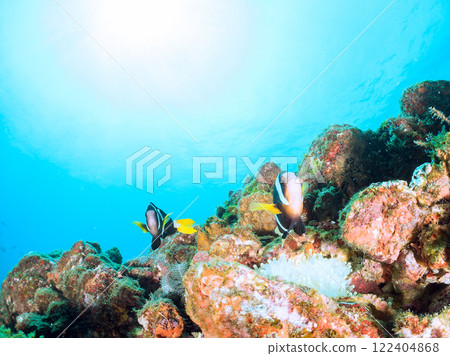 A cute pair of clownfish and a school of three-spotted damselfish living in a sea anemone field where bleaching is observed. Hirizo Beach 122404868