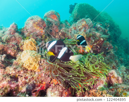 A cute pair of clownfish and a school of three-spotted damselfish living in a sea anemone field where bleaching is observed. Hirizo Beach 122404895