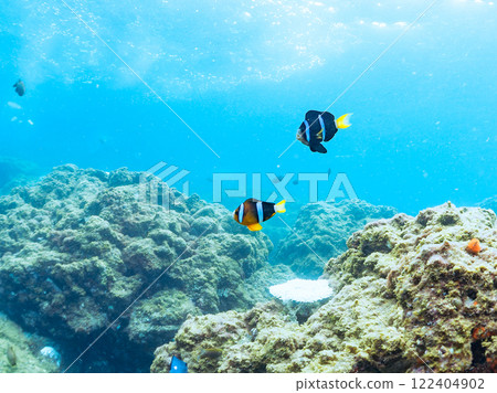 A cute pair of clownfish and a school of three-spotted damselfish living in a sea anemone field where bleaching is observed. Hirizo Beach A cute pair of clownfish and a school of three-spotted damselfish living in a sea anemone field where bleaching is observed. Hirizo Beach 122404902