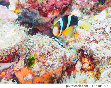 A cute pair of clownfish and a school of three-spotted damselfish living in a sea anemone field where bleaching is observed. Hirizo Beach 122404923
