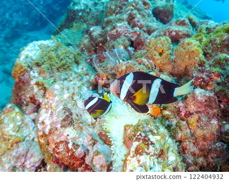 A cute pair of clownfish and a school of three-spotted damselfish living in a sea anemone field where bleaching is observed. Hirizo Beach 122404932